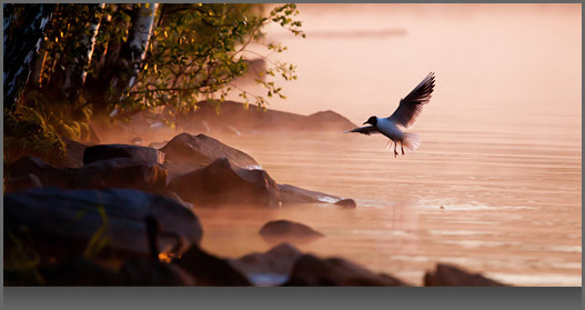 Image of a bird flying above water