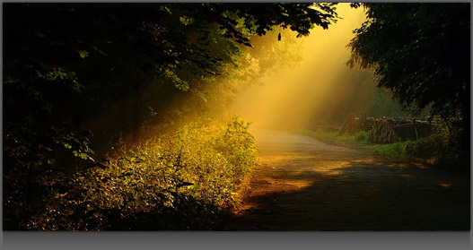 Image of a Golden Ray of Light Shining through on some Darkened Woods